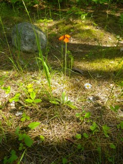 Orange Hawkweed